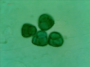 Azalea pollens stained by Malachite Green in hydrate