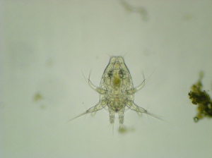 water mite (in question)