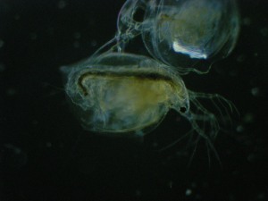 Daphnia and its old shell