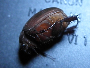 June Bug (unidentified)