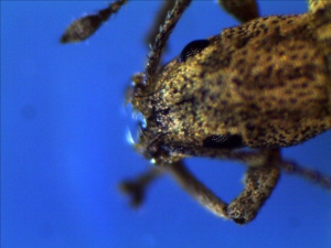 Garden Weevil Head