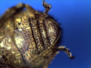 Abdomen of Garden Weevil