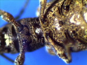 Thorax and Abdomen of Garden Weevil (under side)